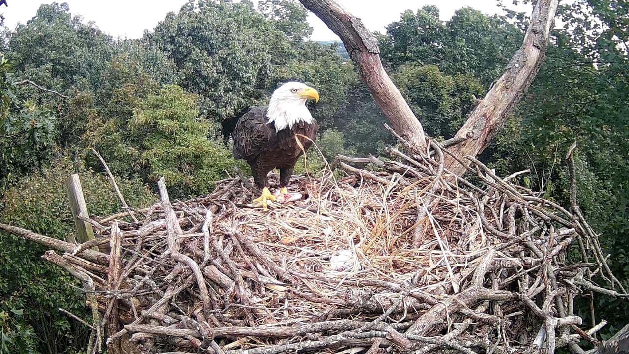 A bald eagle standing on the Hanover Eagles nest, seen from the HDOnTap live cam
